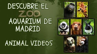 Descubre el Zoo Aquarium de Madrid Guía [upl. by Rrats]