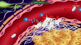 Basophil granulocyte  Animated Physiology of Blood cells [upl. by Alard]