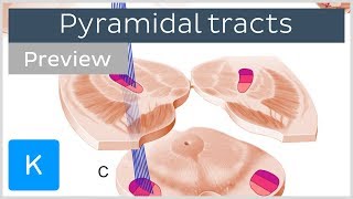 Pyramidal tracts pathways and functions preview  Human Neuronatomy  Kenhub [upl. by Hara]