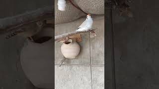 Zebra finch Matting Attempts zebrafinches birds bird birdslover [upl. by Sheya]