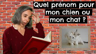 Quel prénom pour mon chien ou mon chat  🐶 🐱 [upl. by Olav]