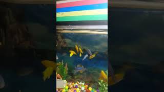 Cichlid fish feeding videocichlids fishfeeding aquariumfish [upl. by Adnilev]