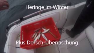 Hering Dorsch im Winter Kieler Förde [upl. by Josephine]