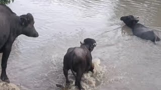 llanos orientales de Colombia ganadería¡¡ búfalos [upl. by Rengia]