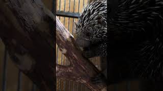 Emmylou Harris the prehensile tailed porcupine [upl. by Nylarac]