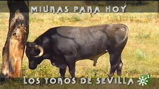 Toros de Miura en campo previos lidia Sevilla 175 aniversario ganadería  Toros desde Andalucía [upl. by Rayham]