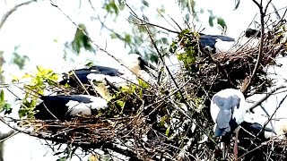 The Nest Making Nest on Tree  Avian Abode Nesting on the Lakefront  BirdsLifeCycle [upl. by Fennessy]