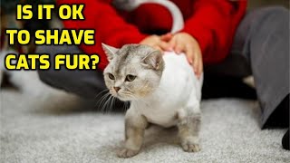 Can I Shave My Cat To Get Rid Of Mats [upl. by Enasus991]