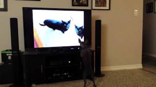 My hairless dog reacting to meow mix video YouTube [upl. by Anecuza]