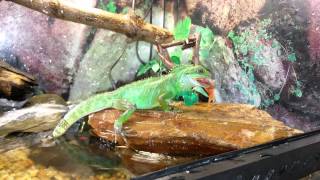 Chinese water dragon eats gold fish [upl. by Aniratac]