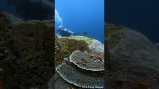 Diving through the beauty of SD Point in Nusa Penida 🌊🐟 DunePenida NusaPenida ScubaDiving [upl. by Peace837]