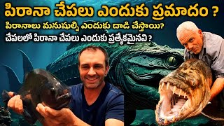 Why piranha fish is dangerous  Why do piranhas attack humans  Rs Facts Telugu [upl. by Odericus254]