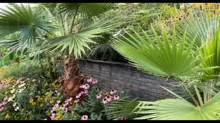 New York Palm Trees My Washingtonia robustas [upl. by Berry]