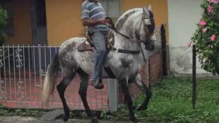 Caballos de Paso Troton Galopero Colombia [upl. by Buke756]