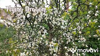 Flying Dragon Poncirus trifoliata [upl. by Vivian]