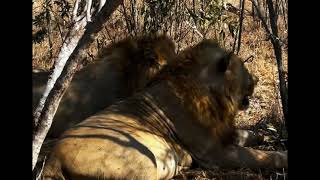 Khanya Talamati amp Nkuhuma Male Lions bonding in a shade  2 September 2024 [upl. by Alodee]