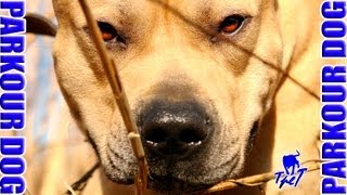 TreT  PARKOUR DOG FROM UKRAINE 2008 best Quality [upl. by Leahcimnaes933]