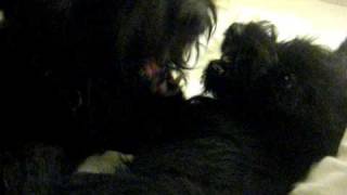 Basil and Olive Scottish Terrier Dogs Fighting on the Bed Scottie [upl. by Suixela]