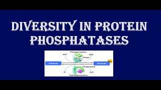 Diversity in protein phosphatases [upl. by Tehc]