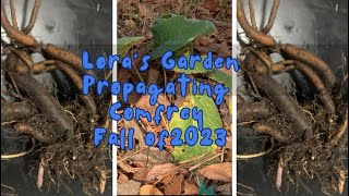 Propagating Comfrey Fall 2023 [upl. by Cappella]