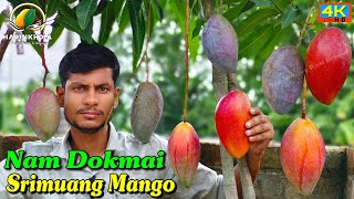 Nam Dokmai srimueng mango  Nam Dokmai Purple mango [upl. by Oivalf951]