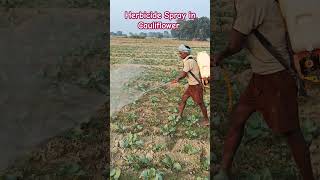 Herbicide Spray in Cauliflower hindisong biharagriculture agriculture cauliflower villagelife [upl. by Liggitt897]