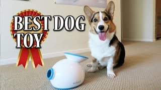 Corgi Learns to use iFETCH Ball Launcher  BEST DOG TOY [upl. by Ennovyahs]