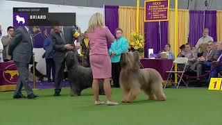 Briards  Breed Judging 2019 [upl. by Janeen650]