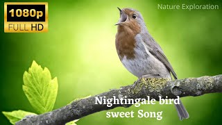 nightingale bird  bird songbirds  birds chirping  nightingale nature explorationwild life [upl. by Arikahs159]