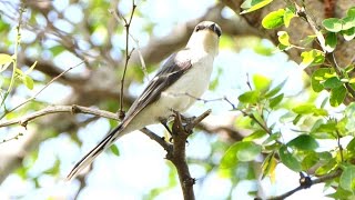 นกพญาไฟสีเทา Ashy Minivet [upl. by Elka972]