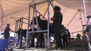 Livestock The Canterbury Westland Holstein Friesian cow sale [upl. by Yentihw]