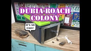 Dubia Roach Colony How To Build An Enclosure Easy [upl. by Malka201]