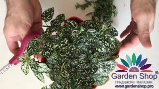 How to prune polka dot plant hypoestes sp [upl. by Etom43]