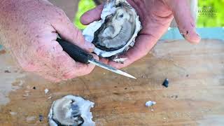 Rossmore Oyster Knife Demonstration [upl. by Baynebridge]