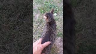 😺 BARSIK cat cute kitten animals chat cuteanimals funny kitty catlover straycat [upl. by Roxi]