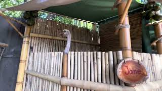 The Adventureland Treehouse Tour at Disneyland🌳disney disneyland disneyparks [upl. by Janina317]