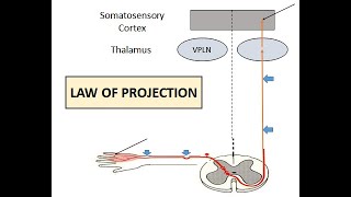 Law of Projection  Phantom Limb [upl. by Thirza]