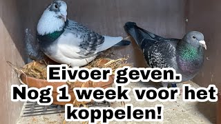 eivoer geven  nog 1 week voor het koppelen  Postduiven [upl. by Haletky]