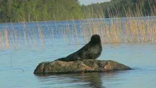 Saimaa Ringed Seal on the Rock [upl. by Erehpotsirhc]