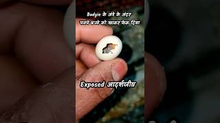 Mysterious death in my Bird House 18  Exposed ढोंगी बाबा 🤬  youtubeshorts birds budgiechick [upl. by Schrick]