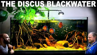 The Discus Blackwater Aquarium EPIC 4ft Aquascape Tutorial w Gold Tetra amp Santarem Discus [upl. by Anauqcaj]