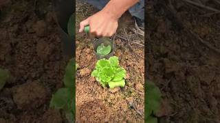 Transplanting Cabbage Seedlings Using a Simple Device [upl. by Jehu451]