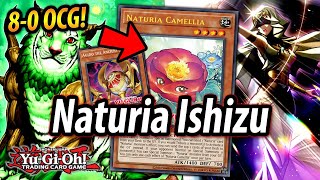 Its 2022 and Naturia is part of TIER 0 Naturia Ishizu DECK TESTING [upl. by Mercer]