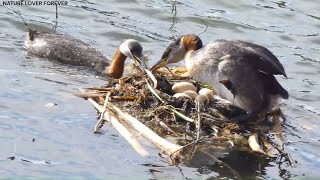 Grebes incubating their five eggs at nest in the pond [upl. by Attenov]