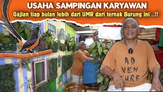 Persiapan Pensiun ‼️Punya mesin ATM lebih dari UMR dikarawang dari Ternak Burung Ini [upl. by Antone]