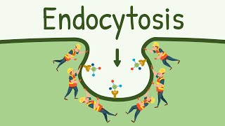 Endocytosis Pinocytosis and Phagocytosis  Eating Digesting and Pooping by the Cell [upl. by Clarette]