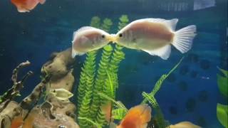 Kissing gourami breeding or fighting behaviour [upl. by Aibun]