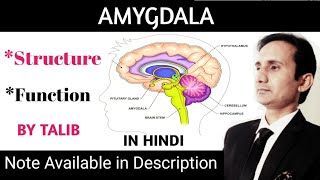 Amygdala Anatomy amp Physiology in Hindi  Structure  Function  Nervous System [upl. by Spiegel]