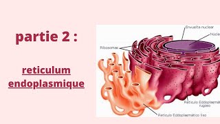 Réticulum Endoplasmique  Partie 2  Biologie cellulaire  2020 شرح بالدارجة [upl. by Kin870]