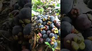 Mangosteen fruit bukidlife kinabuhisabukid kinabuhingpobre [upl. by Aicenra]